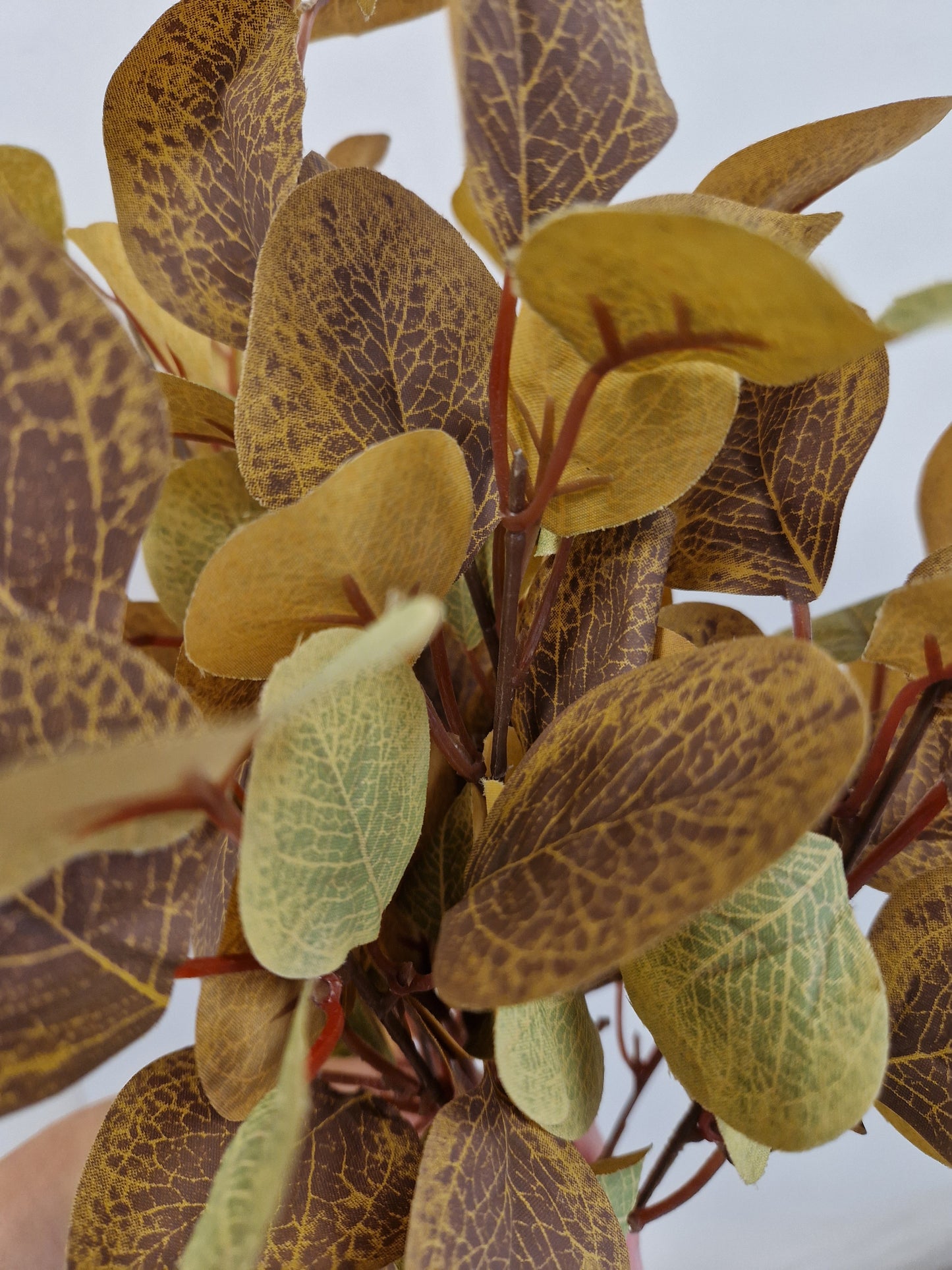 Eucalyptus Leaf Sprig