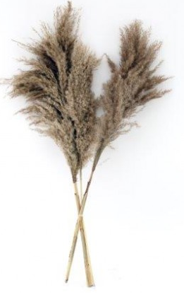 Pk3 Natural fluffy Pampas