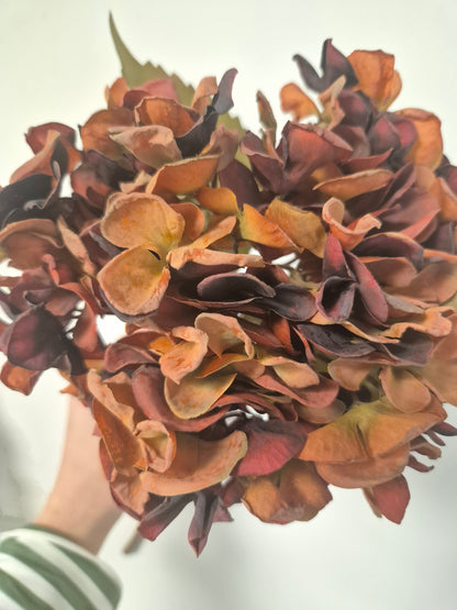 Burnt Orange Hydrangea, 46cm