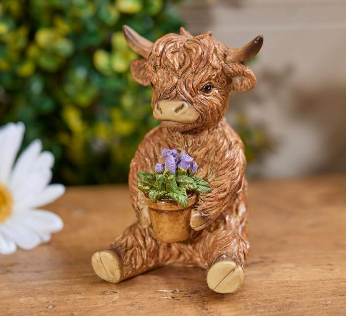 Highland Cow, Flower in plant