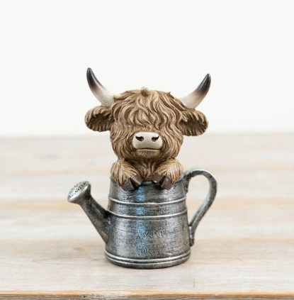 Highland Cow in Watering Can