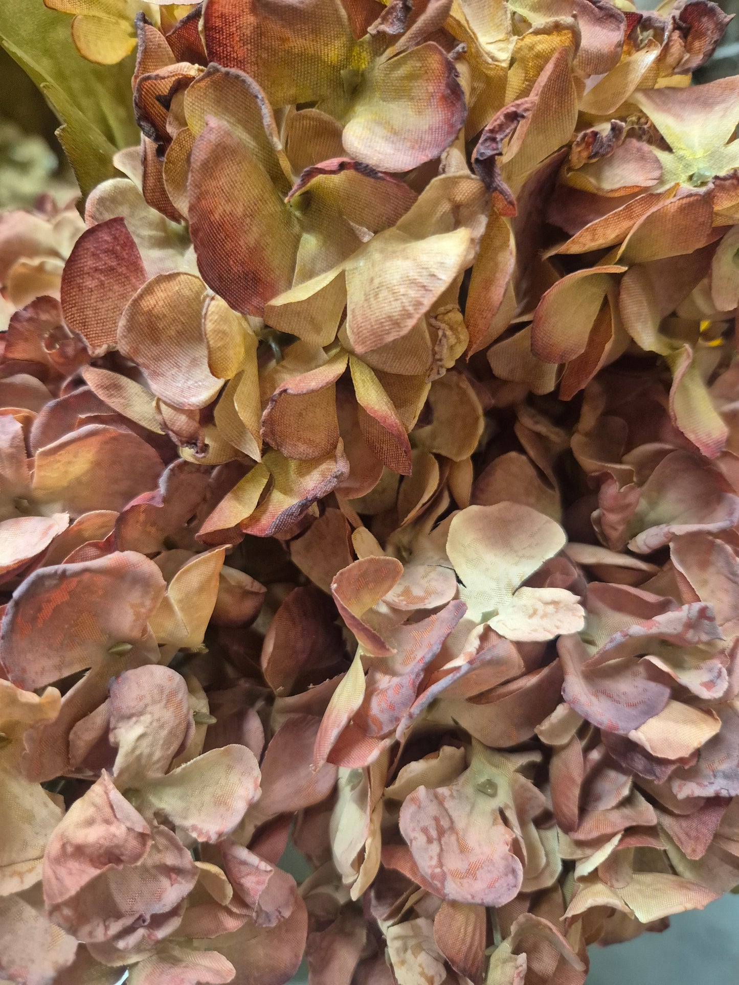 Hydrangea-Rustic