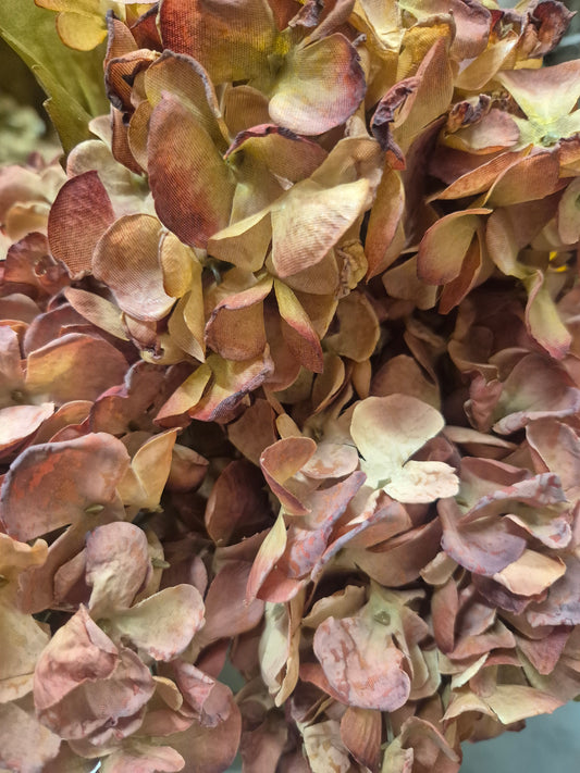 Hydrangea-Rustic